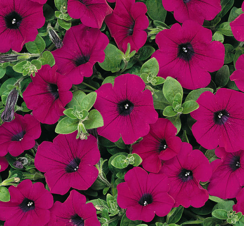 Wave Purple Wave Petunia Natorp's Online Plant Store